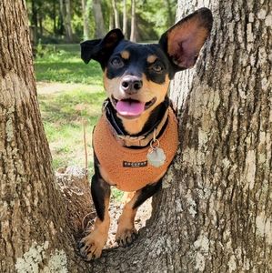 Cocopup Teddy Harness Size S